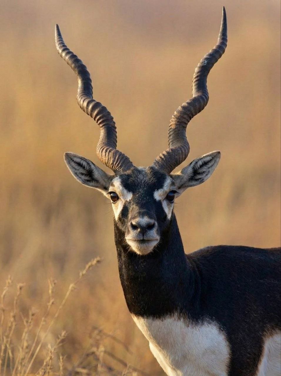 Ava's avatar - a majestic blackbuck